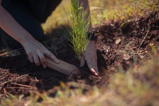 Las reforestaciones se realizaron en terrenos del Plan Sierram, en Santiago, y en las provincias Monseñor Nouel, Monte Plata, Santo Domingo, Peravia y San Juan.