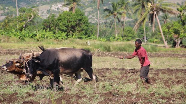 Cambio climático: La tenacidad de los agricultores haitianos por mantenerse a flote tras las catástrofes naturales.