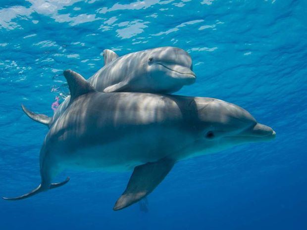 Dí­a Mundial de los Delfines en Cautiverio.