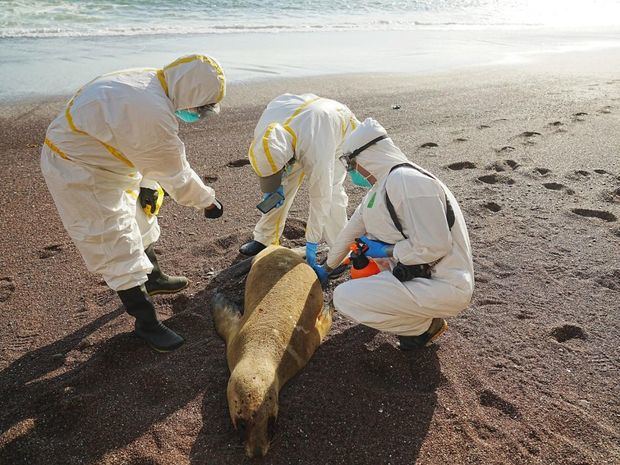 Fotografía cedida hoy por el Servicio Nacional Forestal y de Fauna Silvestre (Serfor) de Perú que muestra a expertos mientras examinan un lobo marino muerto.