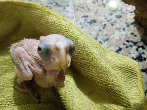 Proedemaren rescata tres aves de la especie cotorras ventralis y arresta a la mujer que las vendía