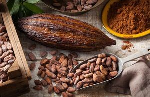 Gobierno Dominicano impulsa el sector cacaotero ante el auge de precios internacionales del cacao