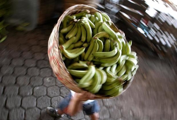 El banano ha sido el principal rubro de exportación de Panamá, representando en los dos últimos años el 15 por ciento de las exportaciones totales, según cifras oficiales. 