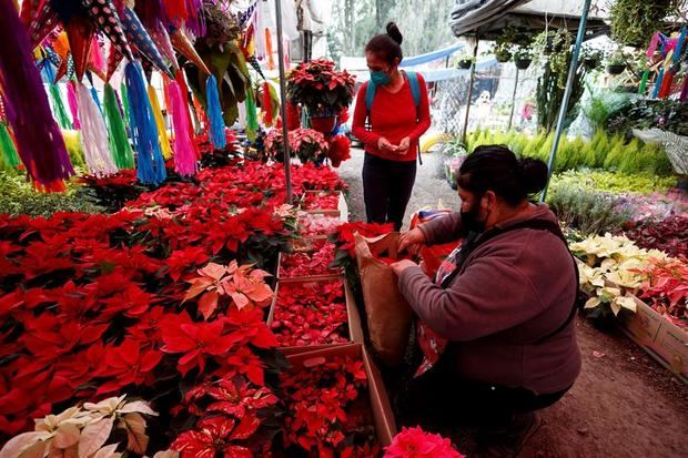 Flor de Nochebuena no abandona los hogares mexicanos en la Navidad del  virus | DiarioHispaniola l Un digital a tu alcance
