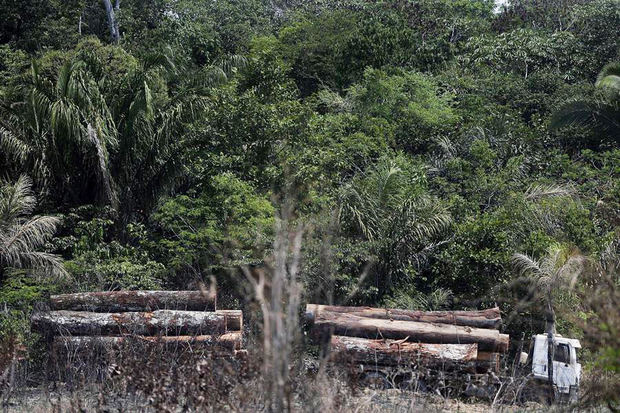 Vista de un camión que transporta madera obtenida ilegalmente en la selva amazónica, el 4 de septiembre del 2019, al sur del estado de Amazonas de Brasil. 