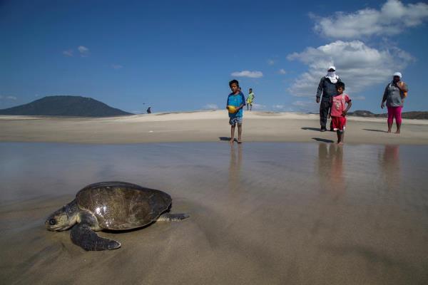 Fotografía de archivo fechada el 5 de noviembre de 2018, que muestra a una tortuga bañada de aceite, debido a un derrame en las costas de Salina Cruz, en el estado de Oaxaca (México). 