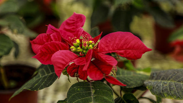 Flor de Pascua.