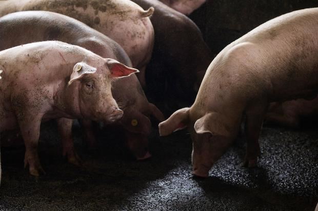 Cerdos permanecen en el corral de una granja, en Cívicos, República Dominicana.