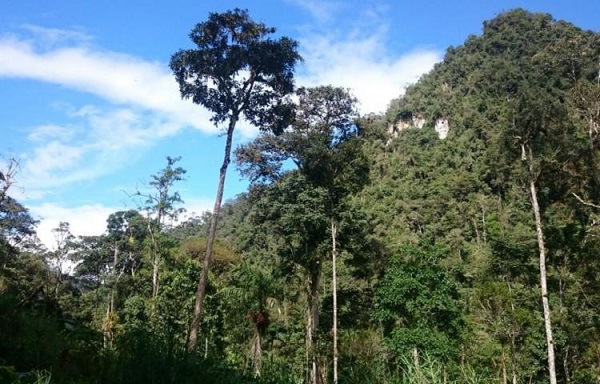 Perú crea una reserva natural privada con 41 especies de orquídeas en la  Amazonía | DiarioHispaniola l Un digital a tu alcance