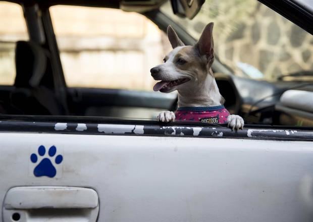 Un perro fue registrado al ser trasladado a una veterinaria, en el transporte para mascotas pelutaxis peluditos, en Managua, Nicaragua.