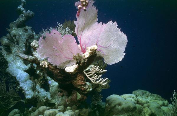 John Riley
Temática:
Medio ambiente » Conservación
Medio ambiente » Conservación » Ecosistema
Foto de archivo de un arrecife de coral. 