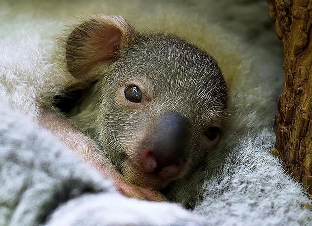 Pequeño koala apadrinado por Dominic Thiem -la tercera raqueta del mundo- en el zoo de Schönbrunn, en Viena, y que nació el día después de su victoria en el Abierto de Estados Unidos el pasado mes de septiembre.