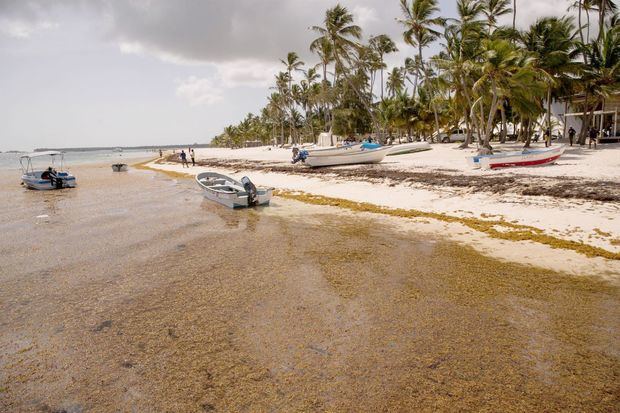 Fotografía de una playa cubierta de sargazo, el 1 de septiembre de 2021, en Punta Cana, República Dominicana.