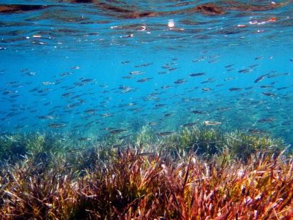 sardinas y anchoas del Mediterráneo tienen microplásticos. 
