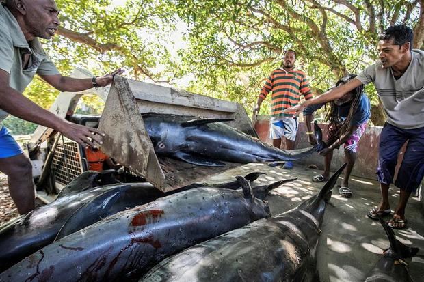 Manifestaciones en Mauricio tras el desastre ecológico y la muerte de 39 delfines.