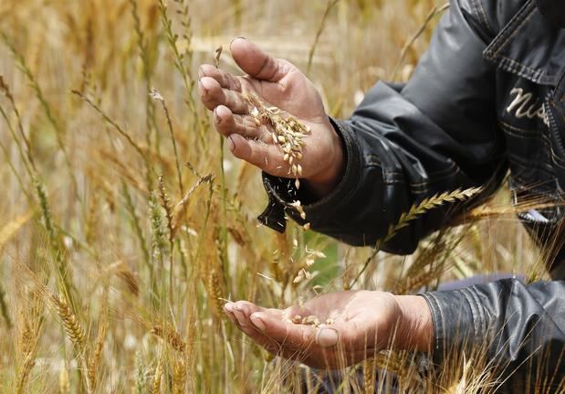 Un agricultor muestra semillas de trigo.