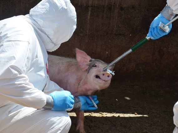 Un equipo ayudará a detectar la peste porcina en menos de 2 horas en el país.