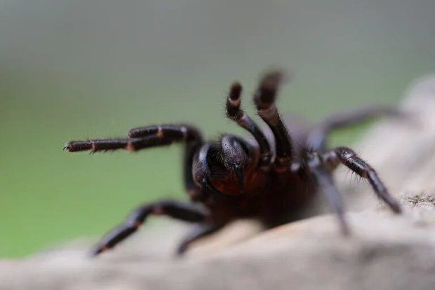 Medio Ambiente confirma casos de mordedura de araña en Valverde.