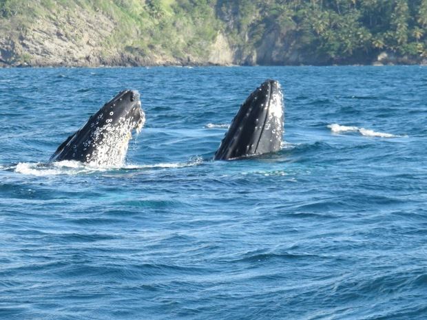 Monitoreo realizado por ANAMAR, certifica que República Dominicana es el país donde más cantan las ballenas jorobadas.