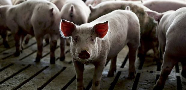 Procuraduría Medio Ambiente emplaza a productores informales de cerdos a eliminar criaderos en Pedernales.