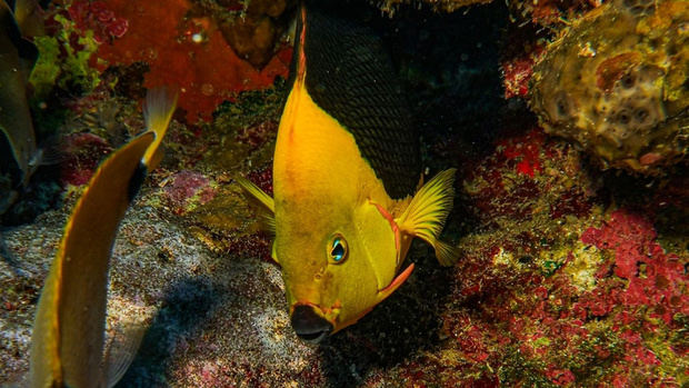Medio Ambiente presenta informe sobre estado de especies marinas en el 
paí­s.

