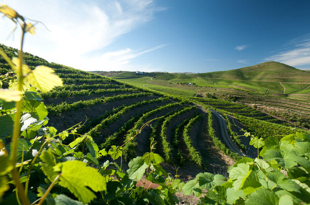 Green Wine Future 2022 se consolida como la conferencia de medioambiental más importante del sector vinícola.