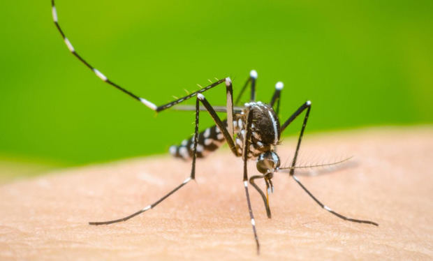 Gobierno presenta campaña contra el dengue.