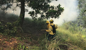 Bomberos de Medio Ambiente combaten incendio forestal en la Cienaguita