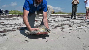 Liberan en los Cayos de Florida a una tortuga marina rehabilitada