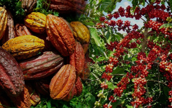 Mejorar producción de café y cacao supone ventajas económicas y ambientales, según estudio