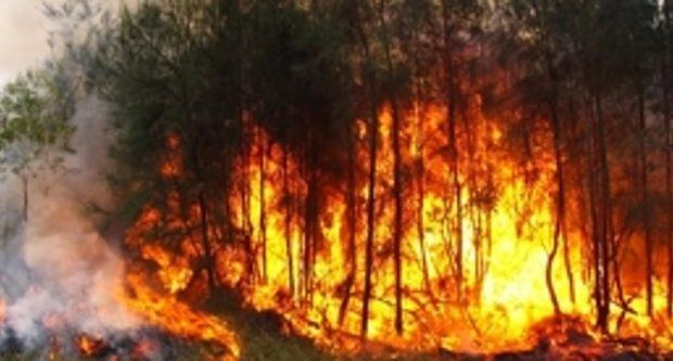 Bomberos trabajan en extinguir incendio en Parque Nacional Sierra de Bahoruco.