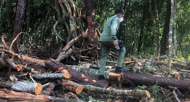 Arrestan a varias personas por tala de árboles en Jarabacoa.