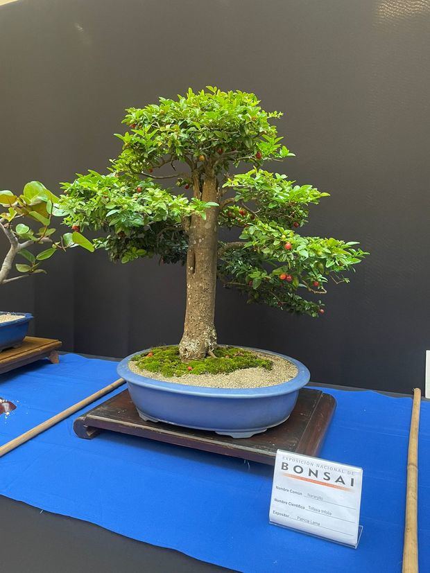 Bonsáis exhibidos en la exposición. 