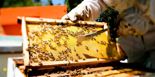 Escasea la miel de abejas de producción nacional por aumento en el consumo.