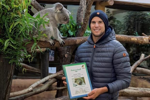 Dominic Thiem -la tercera raqueta del mundo- ha apadrinado a la primera cría de koala del zoo de Schönbrunn, en Viena, que nació el día después de su victoria en el Abierto de Estados Unidos el pasado mes de septiembre. En la imagen se ve al tenista junto al documento del apadrinamiento y al padre del pequeño koala.
