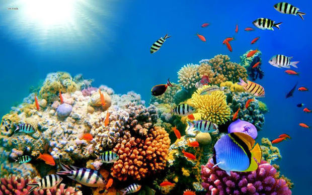 Se denomina arrecife de coral a la estructura encontrada en el área marina compuesta por corales. Es uno de los ecosistemas más ricos en diversidad de especies marinas del mundo.