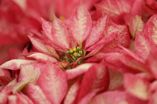 La cosecha de la flor de Nochebuena inicia en México con nuevas variedades
 