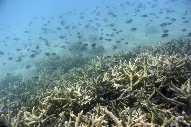 Peces tropicales nadan entre la Gran Barrera de coral en la isla de Keppel, en Australia.