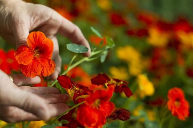 Ejemplares de la empresa Sabor & Salud, donde se recolectan en sus invernaderos varios tipos de flores comestibles, en una fotografía de archivo.