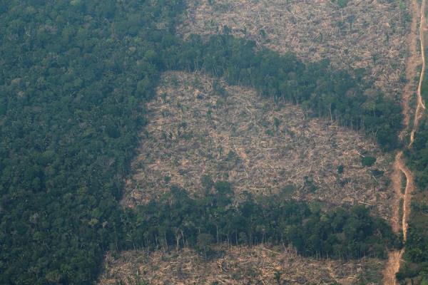 Cobertura forestal de la Amazonía a partir del análisis de imágenes de satélite. 