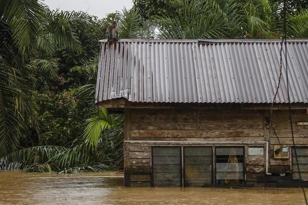 Al menos 3 muertos y casi 35.000 evacuados por inundaciones en Malasia
 

 