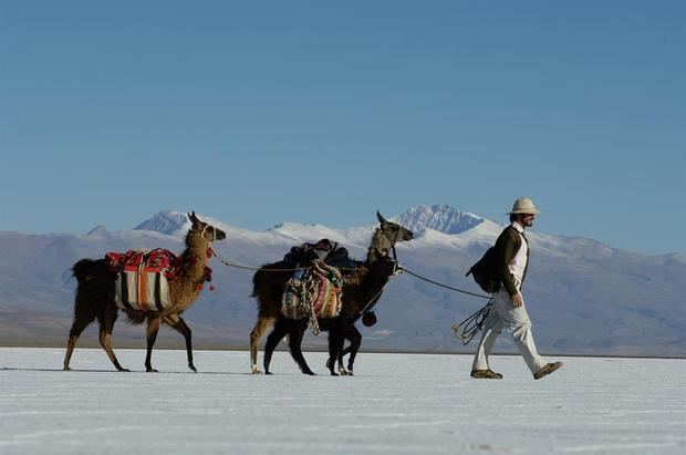 Fotografía cedida por Caravana de Llamas que muestra tres llamas en el valle de Maimara, en la Provincia de Jujuy, Argentina.
