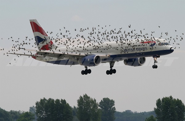 Avión y aves