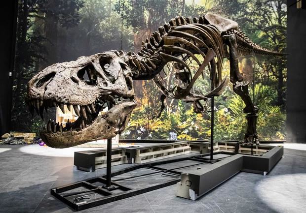 Esqueleto de un Tyrannosaurus rex en un museo. 