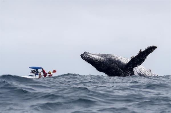 Las ballenas jorobadas o yubartas se mueven lentamente, pero recurren al engaño y a los ataques subrepticios para devorar los peces pequeños.