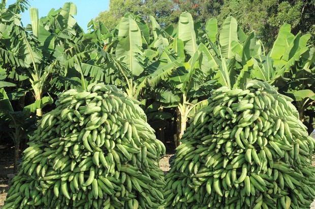 Agricultura dispone bajar precios de plátano y guineo en ventas populares.