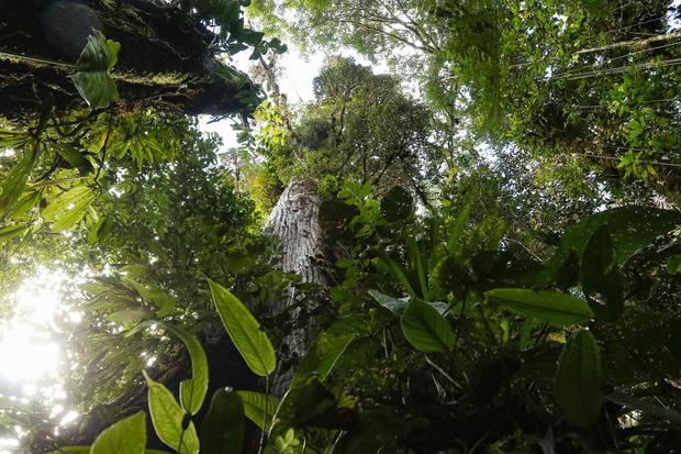 Vista del bosque nuboso Palo Verde, una reserva natural ubicada en el centro de Costa Rica, con una basta biodiversidad.