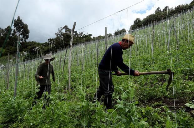 De acuerdo a los últimos datos disponibles de la OIT en América Latina, el 76,8 % de los trabajadores rurales tienen empleos informales, lo que equivale a cerca de 41 millones de personas. 