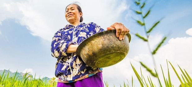 Una mujer cosechando arroz y maíz en una granja comunitaria de Vietnam.