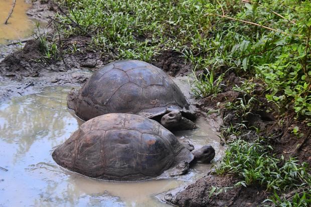 Fotografía cedida este viernes por la Fundación Charles Darwin en la que se registró un par de tortugas gigantes, en Santa Cruz, Archipiélago de Galápagos, Ecuador.